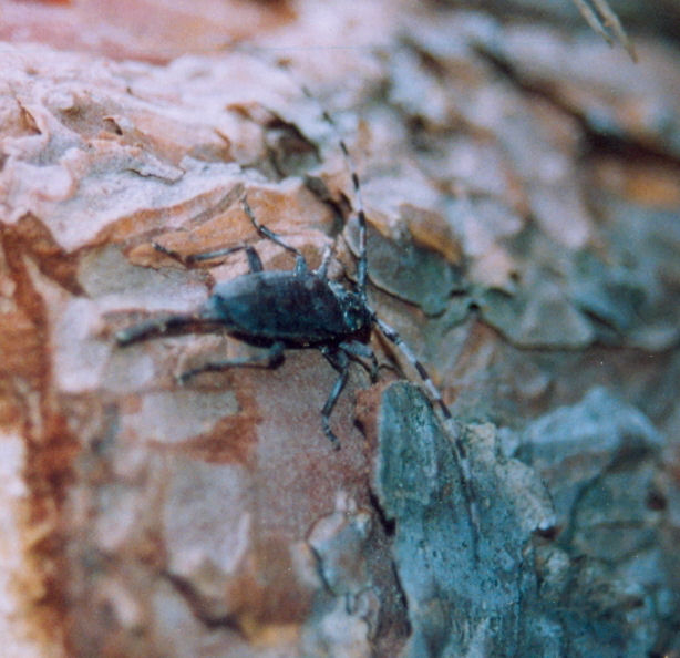 Acanthocinus aedilis